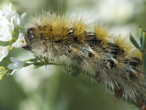 Réf. 205 108 : Rhyparia purpurata